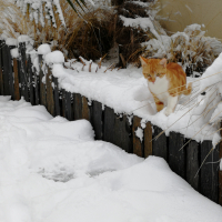 TheStick